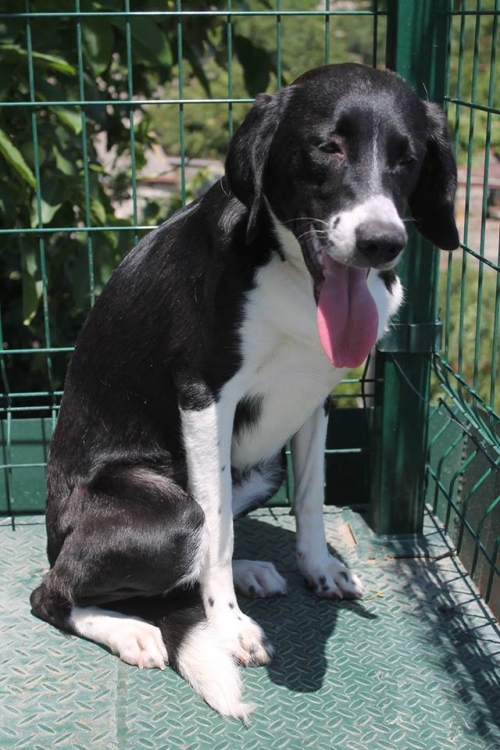 მეტისი უსახელო