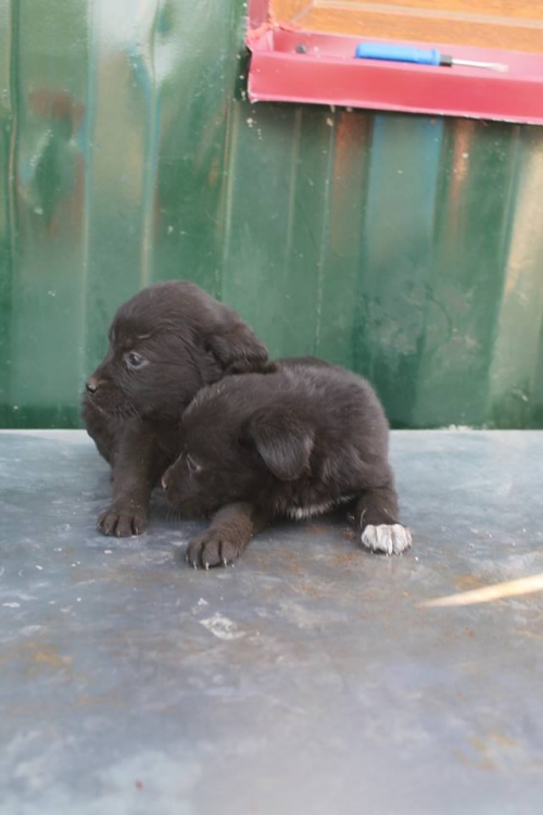 მეტისის ლეკვები უსახელო