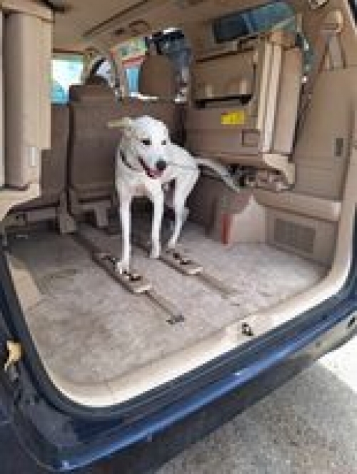 მეტისი ბელკა