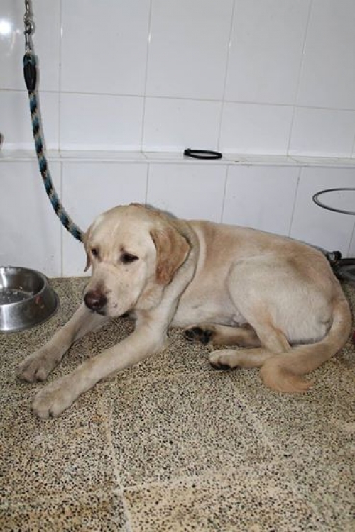 მეტისი უსახელო