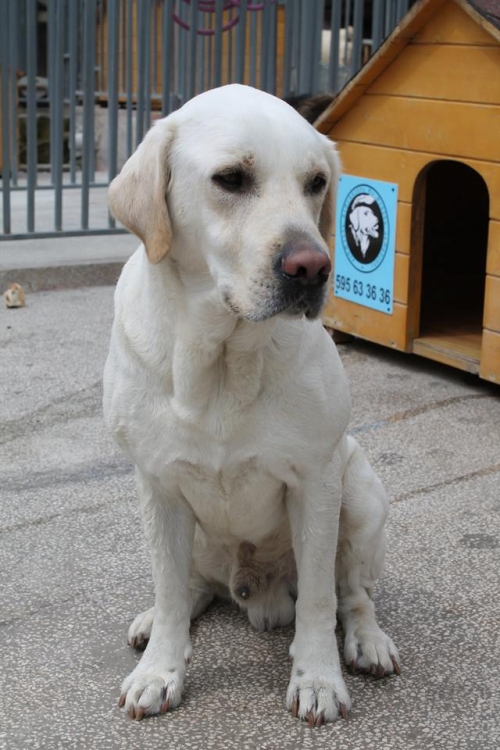 ლაბრადორი უსახელო