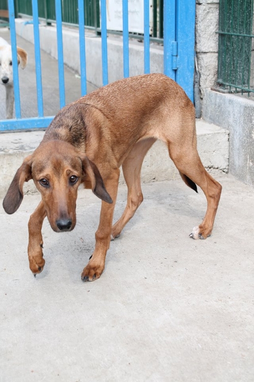 ვეიმარანერის მეტისი ტანია