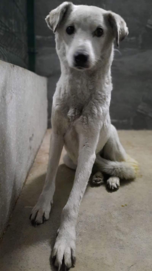 მეტისი ბელკა