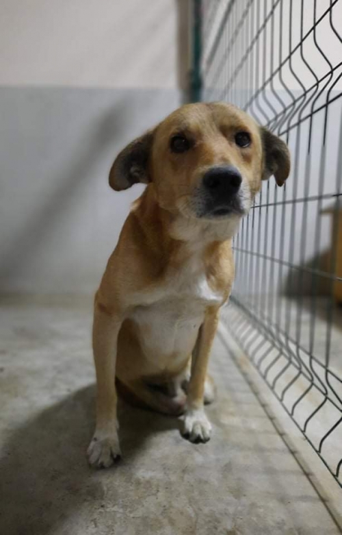 მეტისი ალექსეევკის დასახლება