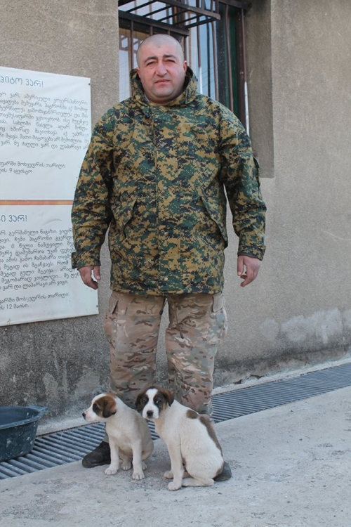 ქოფაკის ლეკვები უსახელო