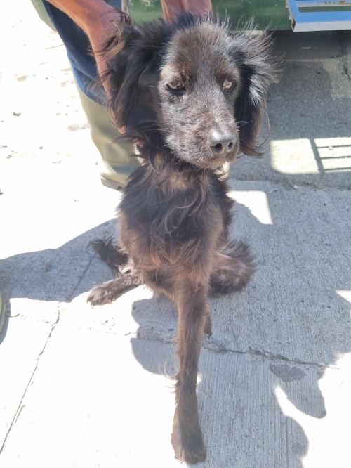 მეტისი ტყიბული