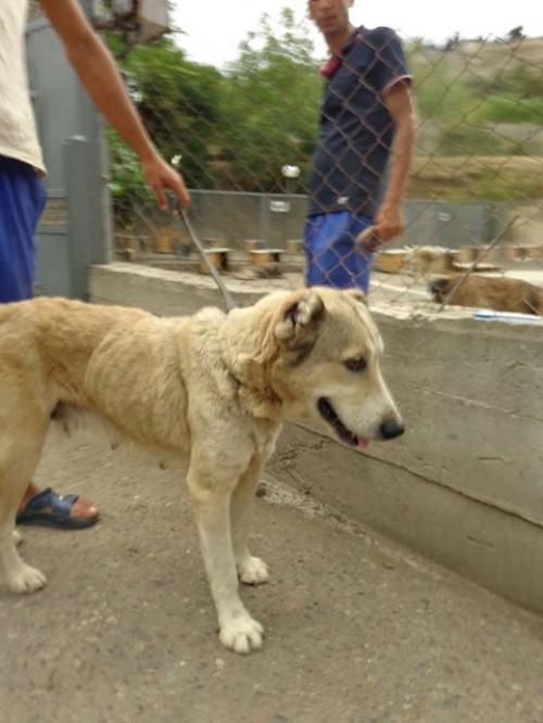 ქართული ქოფაკი უსახელო