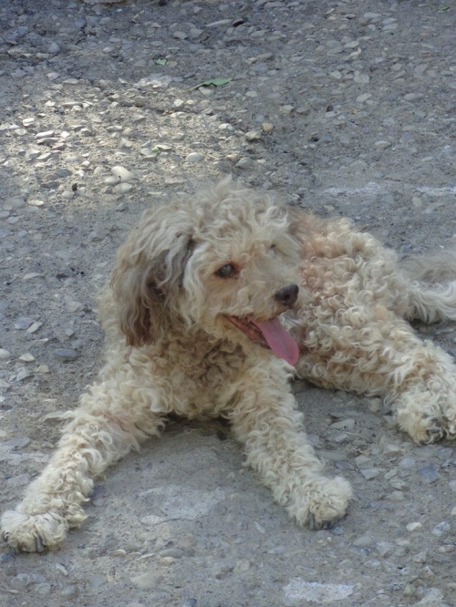 პუდელი როკი