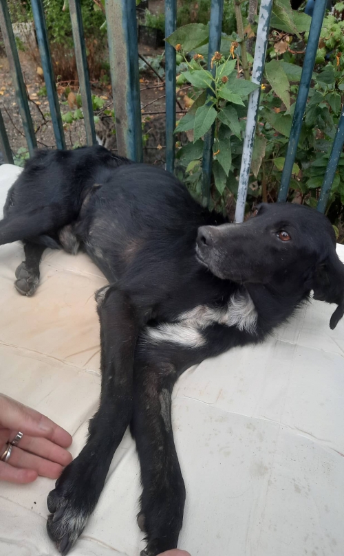 მეტისი მარნეული, ნანა გაბაიძე