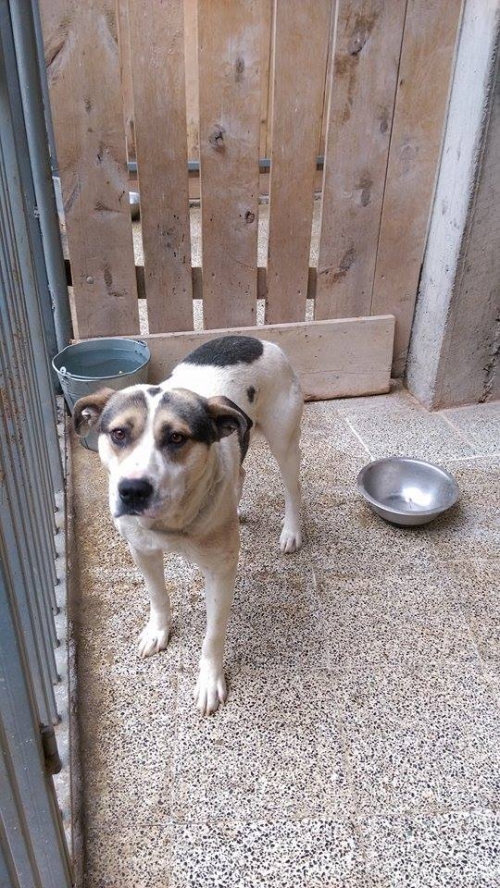 პიტბულის მეტისი ბიბო