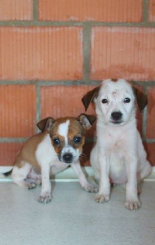 მეტისის ლეკვები უსახელო