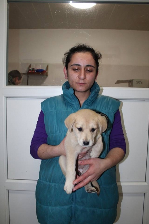 მეტისი უსახელო