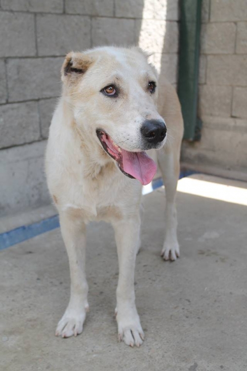 ქართული ნაგაზი უსახელო