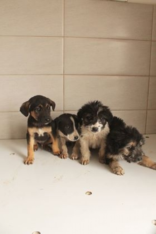 ქართული ქოფაკი უსახელო