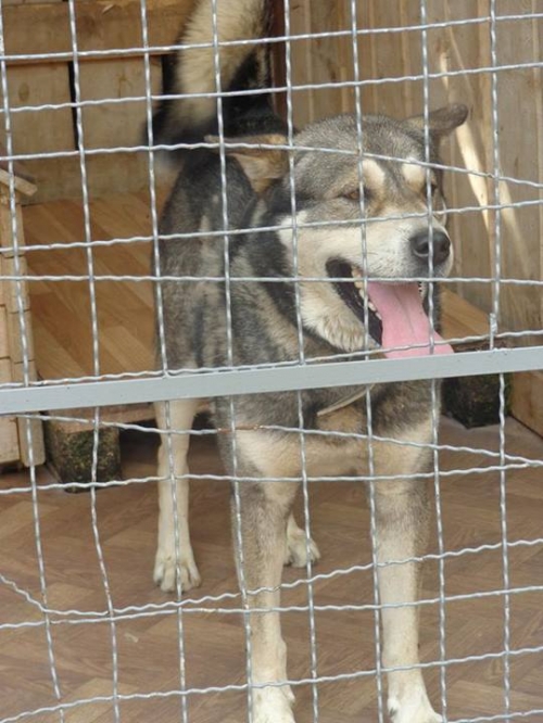 ლაიკა ბაქსი