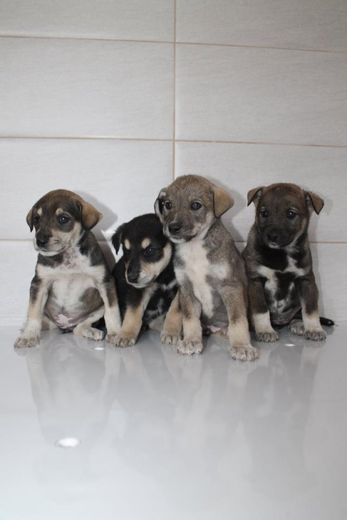 მეტისის ლეკვები უსახელო