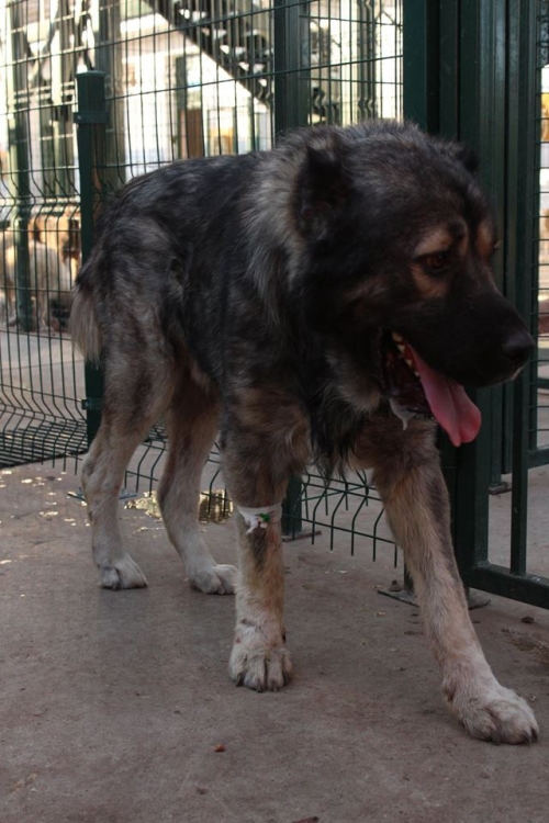 ქართული ნაგაზი ბუბუ