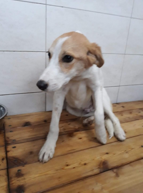 მეტისი უსახელო