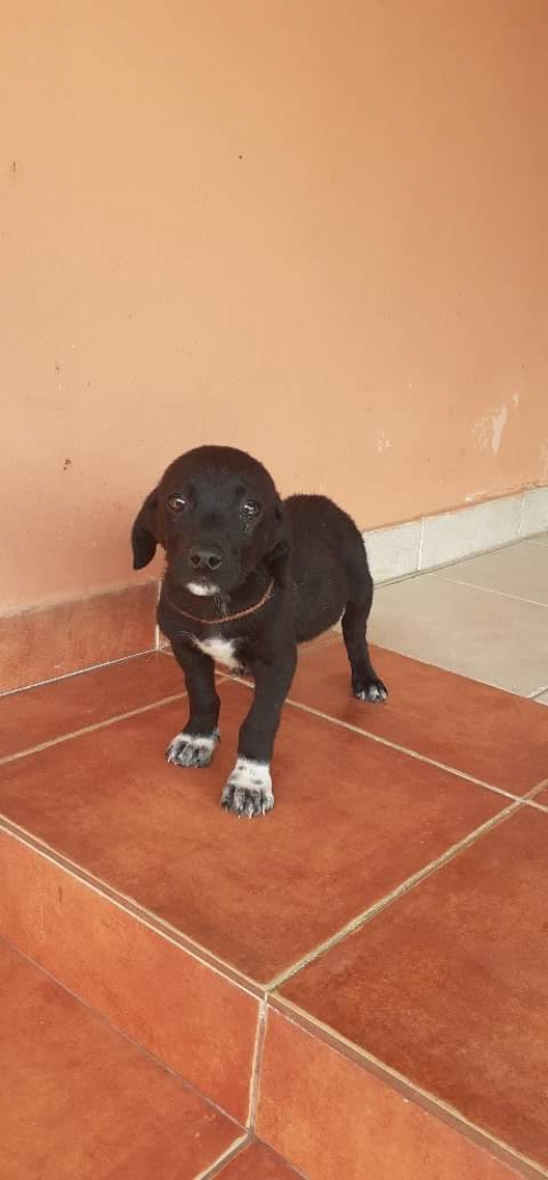 მეტისი უსახელო