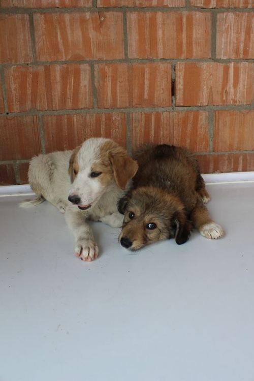 მეტისის ლეკვები უსახელო