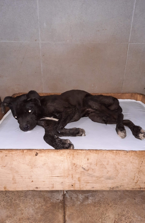 კანე კორსო მე სამე მელანის ქჩ.