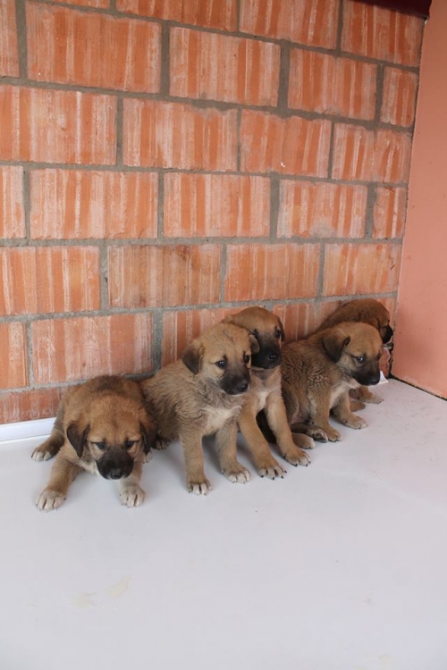 ლაბრადორის მეტისი უსახელო