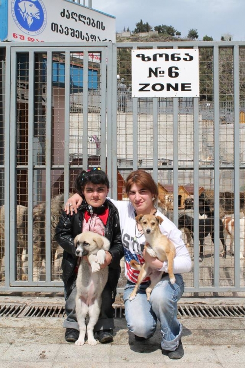 მეტისის ლეკვები უსახელო