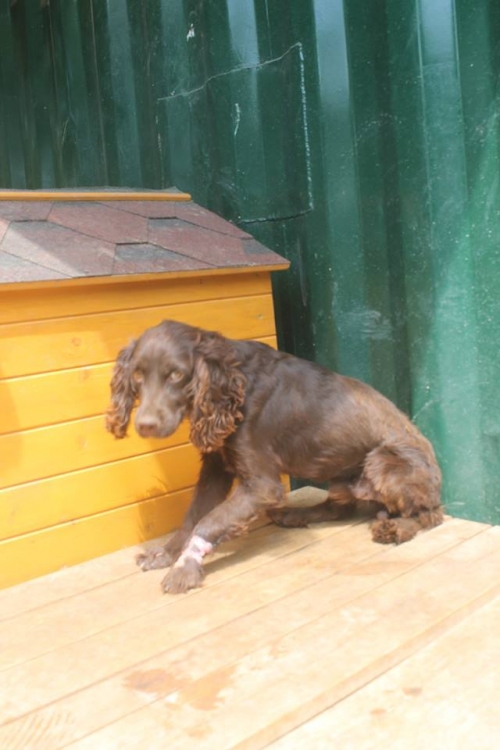 კოკერსპანიელი ტროი