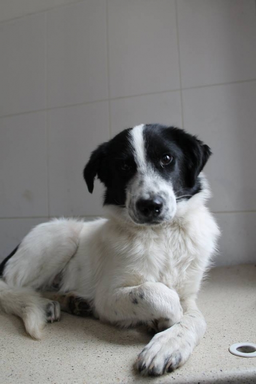 მეტისი უსახელო