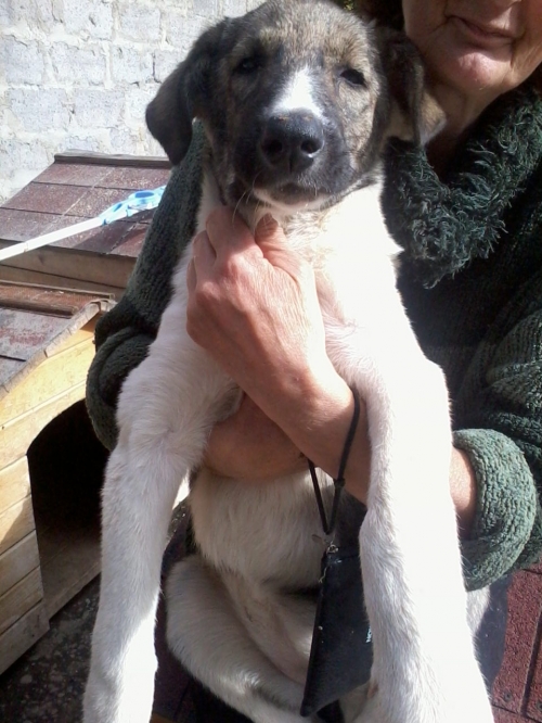 ქართული ქოფაკი სალი