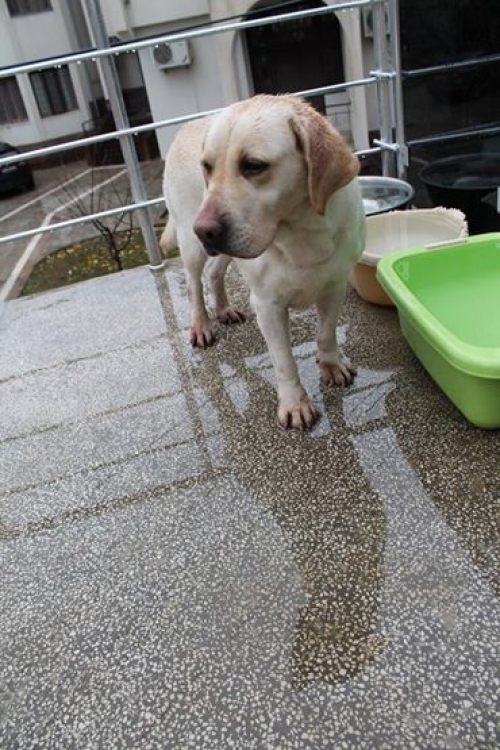 ლაბრადორი ბუბუ