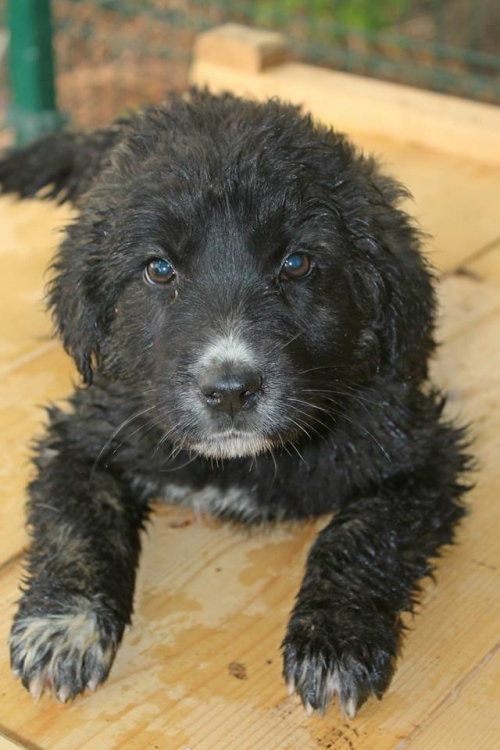 მეტისი უსახელო