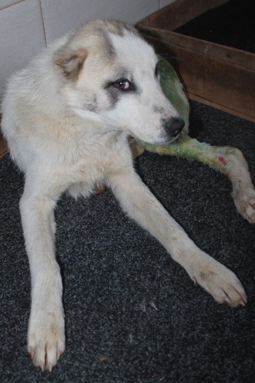 ქართული ქოფაკი უსახელო