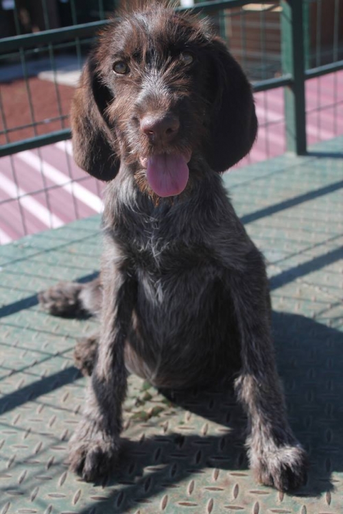 დრათხარი უსახელო