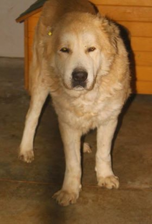 ქართული ნაგაზი უსახელო