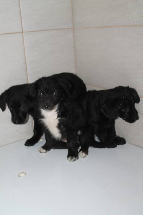 კოკერსპანელის მეტისი უსახელო