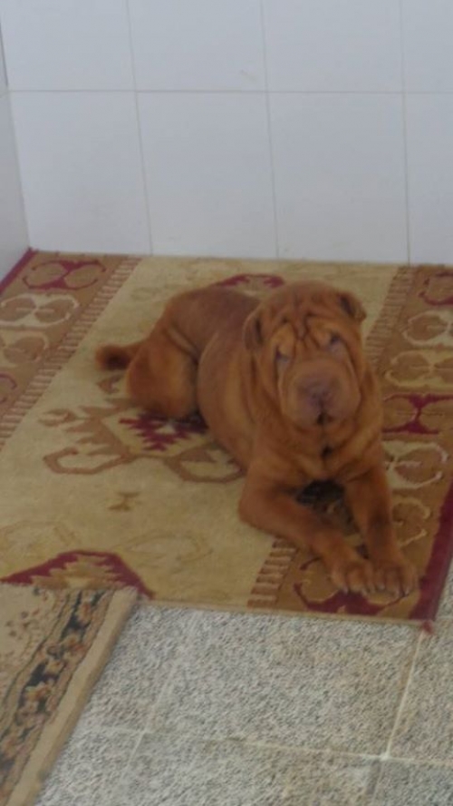 შარპეი უსახელო