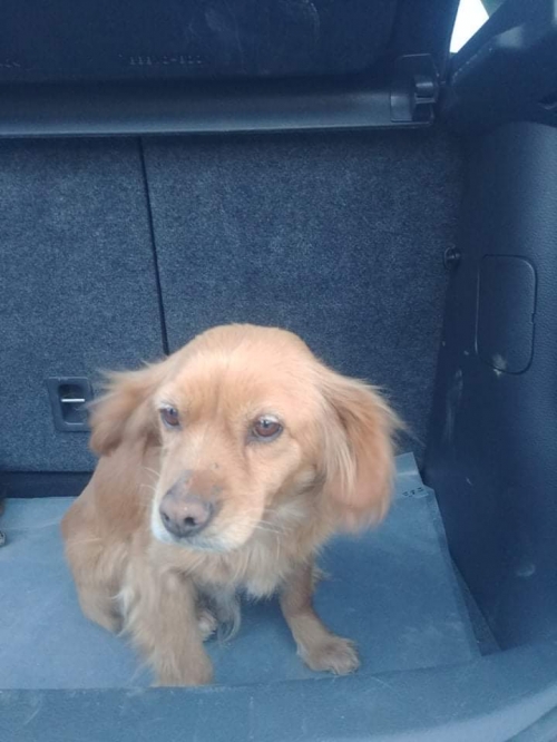 მეტისი უსახელო