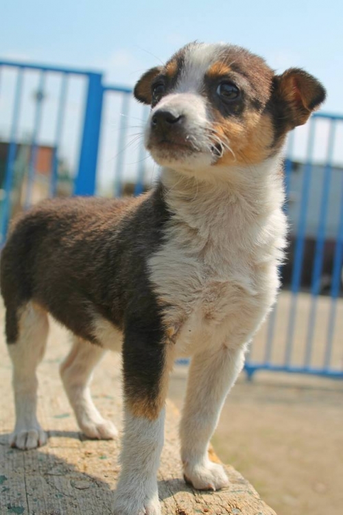 მეტისი უსახელო