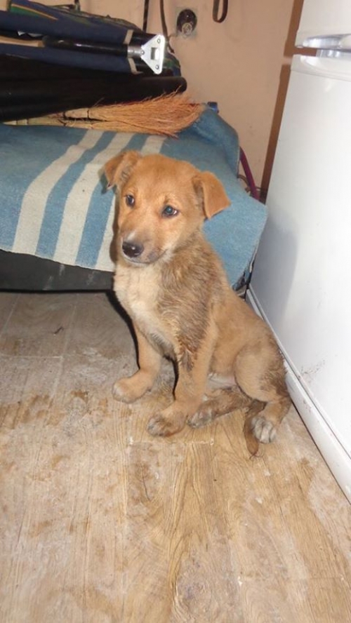 მეტისის ლეკვები უსახელო