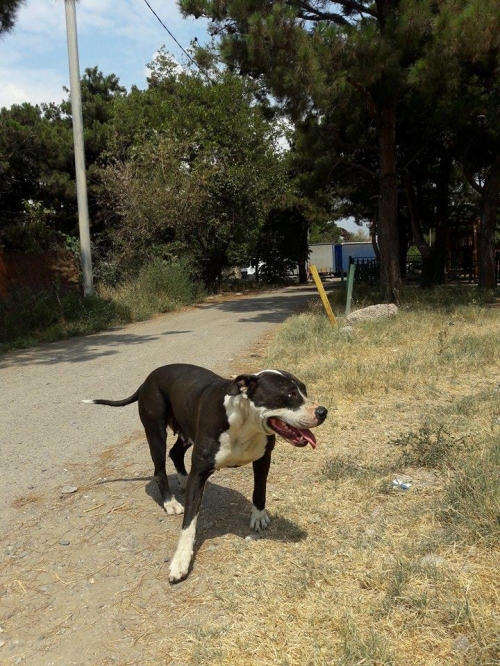 პიტი უსახელო