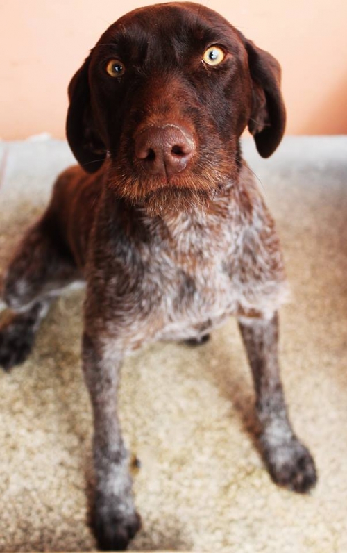 დრათხარი უსახელო