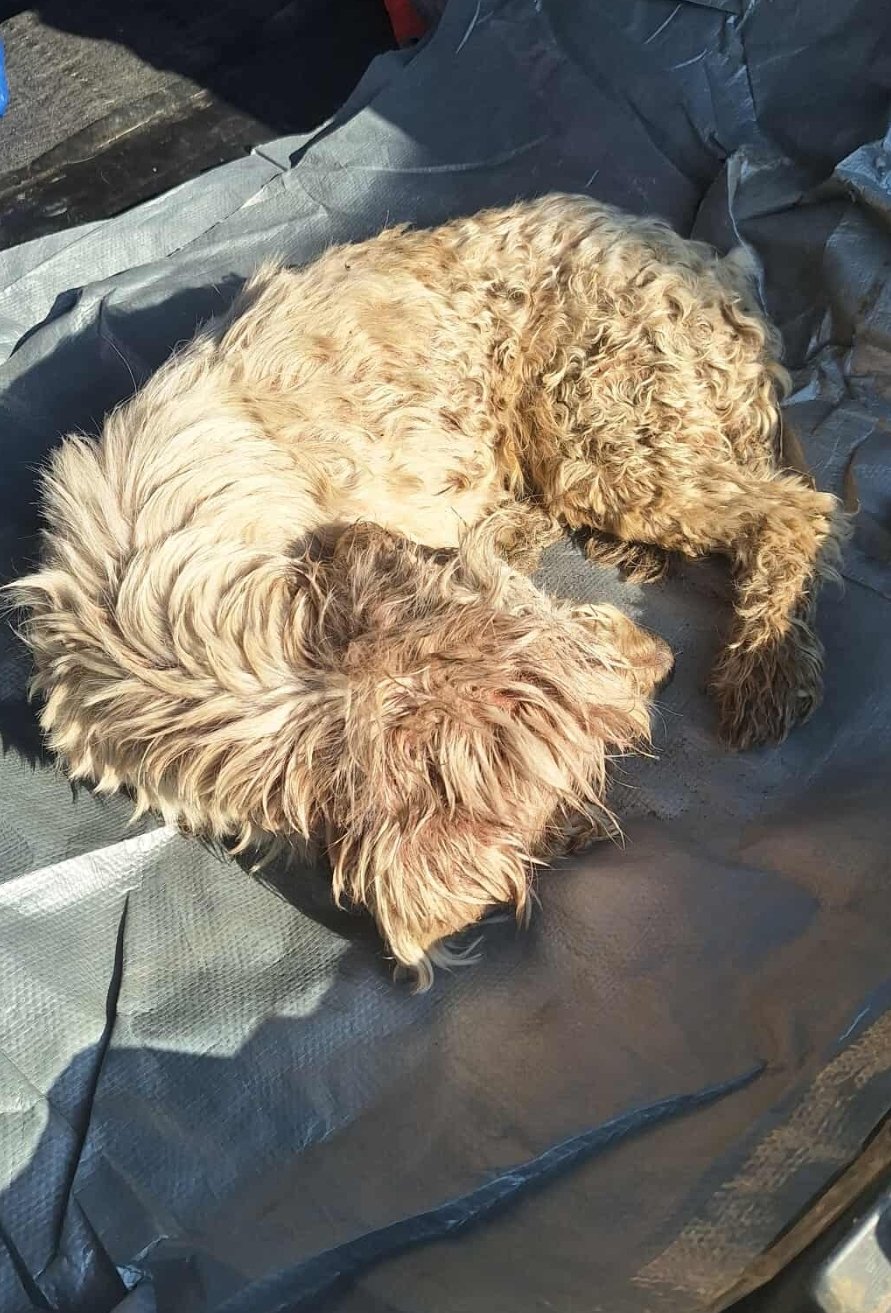 ბალონკა. აბუსერიძე ტბელის ქუჩა