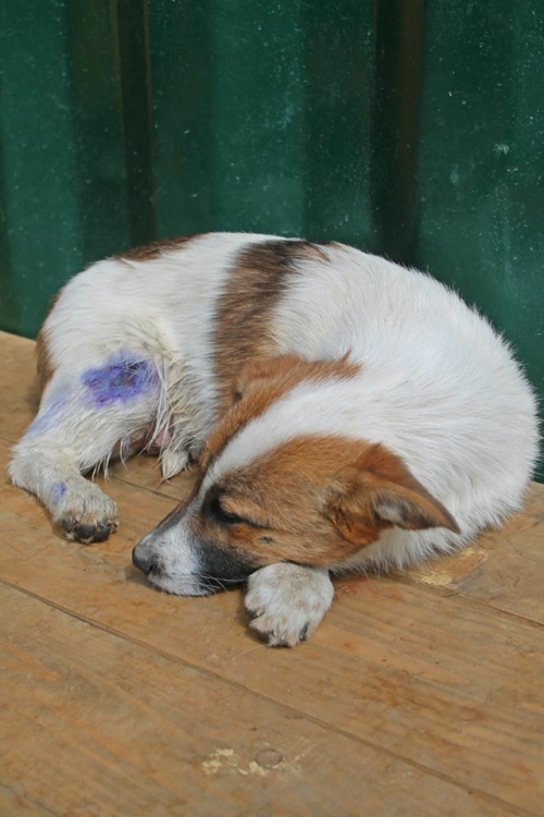 მეტისი უსახელო