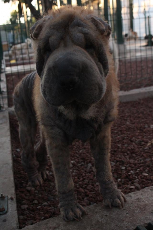 შარპეი პუსკა