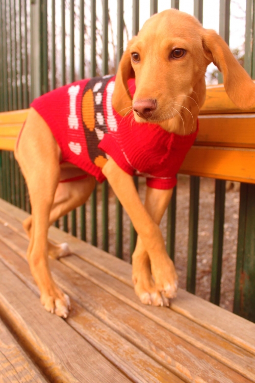 მეტისი კოკი