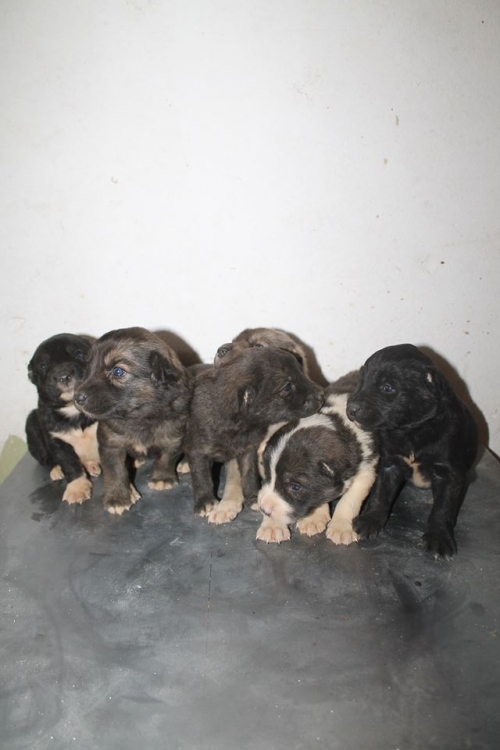 ქართული ნაგაზი უსახელო