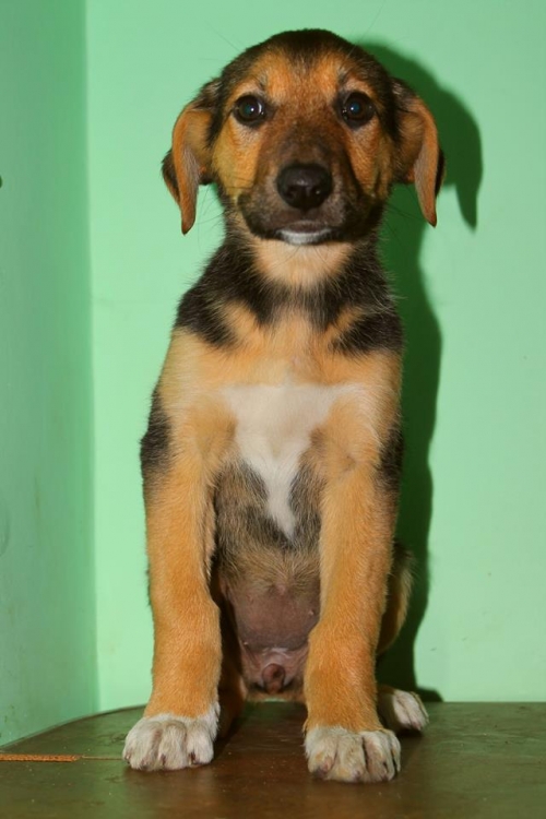 მეტისი უსახელო