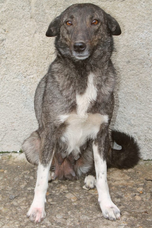 მეტისი ჩორნა