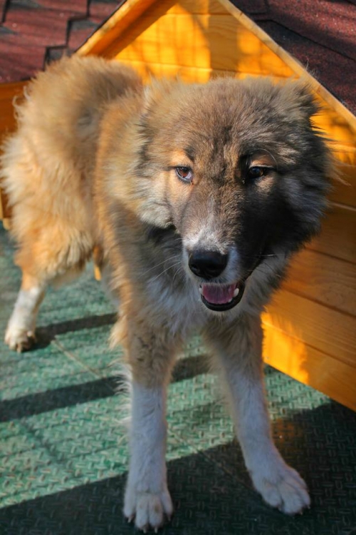 ქართული ქოფაკი უსახელო